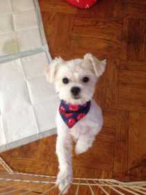 Stolen Dog