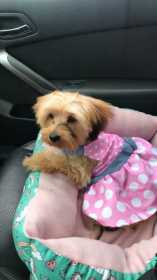 Stolen Dog