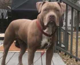 Stolen Dog