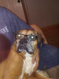 Stolen Dog