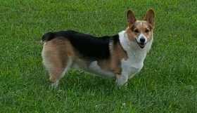 Stolen Dog