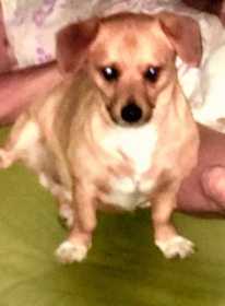 Stolen Dog
