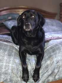 Stolen Dog