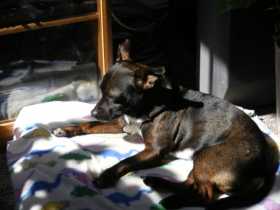 Stolen Dog