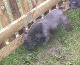 Stolen Dog