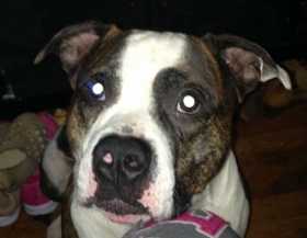 Stolen Dog