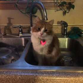 Stolen Cat