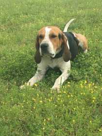 Stolen Dog