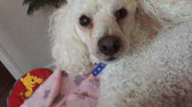 Stolen Dog