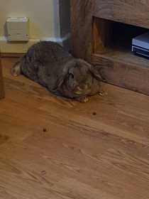 Stolen Rabbit