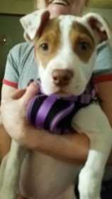 Stolen Dog