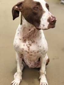 Stolen Dog