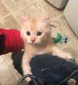 Stolen Cat
