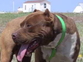 Stolen Dog