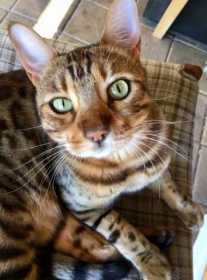 Stolen Cat