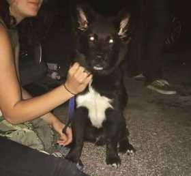 Stolen Dog