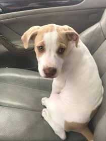 Stolen Dog