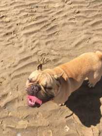 Stolen Dog