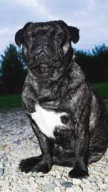 Stolen Dog