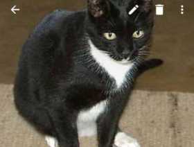 Stolen Cat