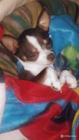 Stolen Dog