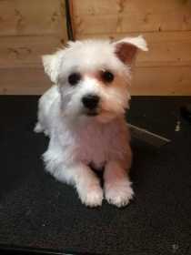 Stolen Dog