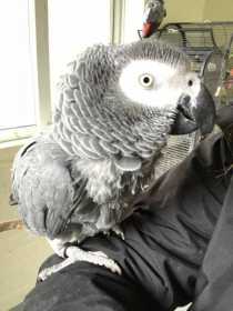 Stolen African Grey