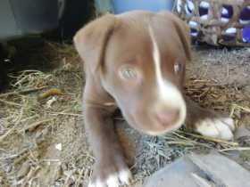 Stolen Dog