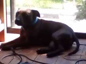 Stolen Dog