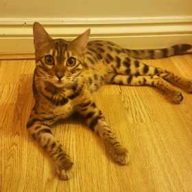 Stolen Cat