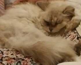Stolen Cat