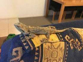 Stolen Bearded dragon
