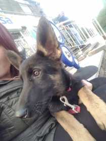Stolen Dog