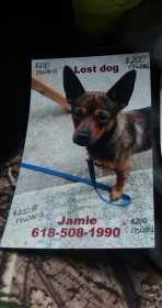 Stolen Dog