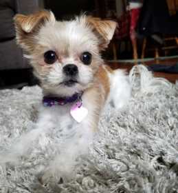 Stolen Dog