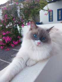 Stolen Cat