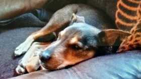 Stolen Dog