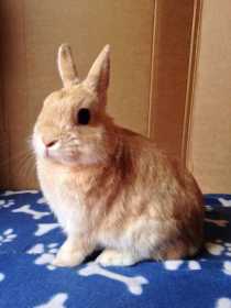 Stolen Rabbit