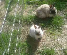 Stolen Rabbit