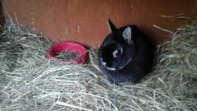 Stolen Rabbit