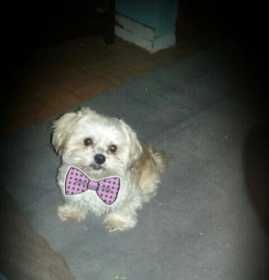 Stolen Dog