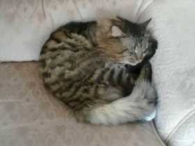 Stolen Cat