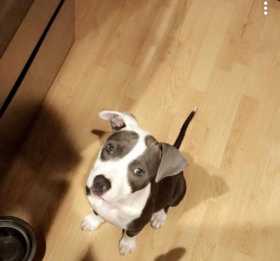 Stolen Dog