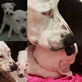 Stolen Dog