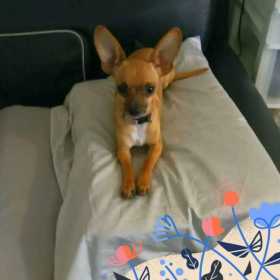 Stolen Dog