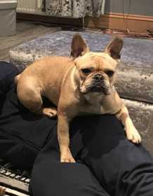 Stolen Dog