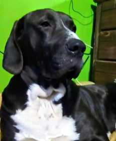 Stolen Dog