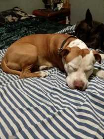 Stolen Dog