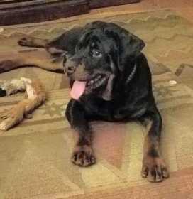 Stolen Dog