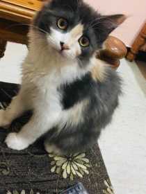 Stolen Cat